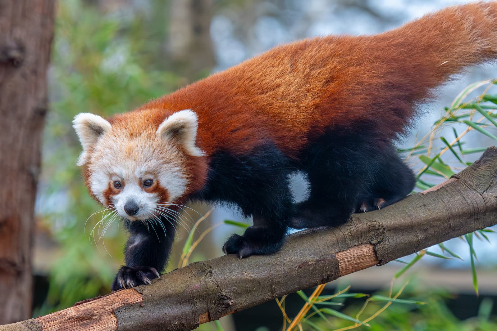 Bristol Zoo Project shares major milestone for Asha the red panda ...
