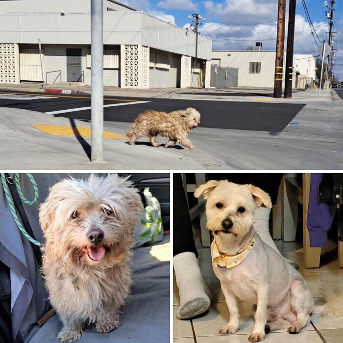 From surviving to living: 29 before & after pics of rescue dogs who ...