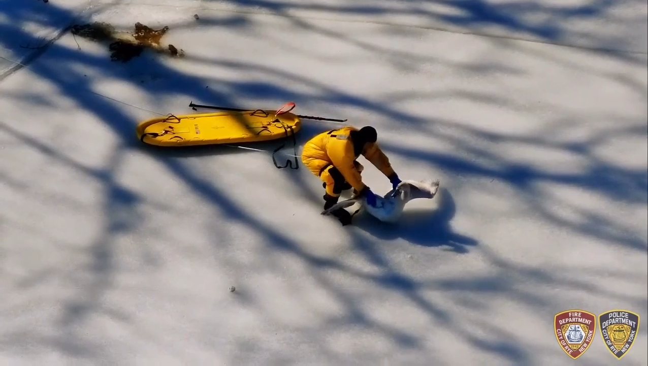 Watch Rye city police, firefighters rescue a swan stuck in frozen pond