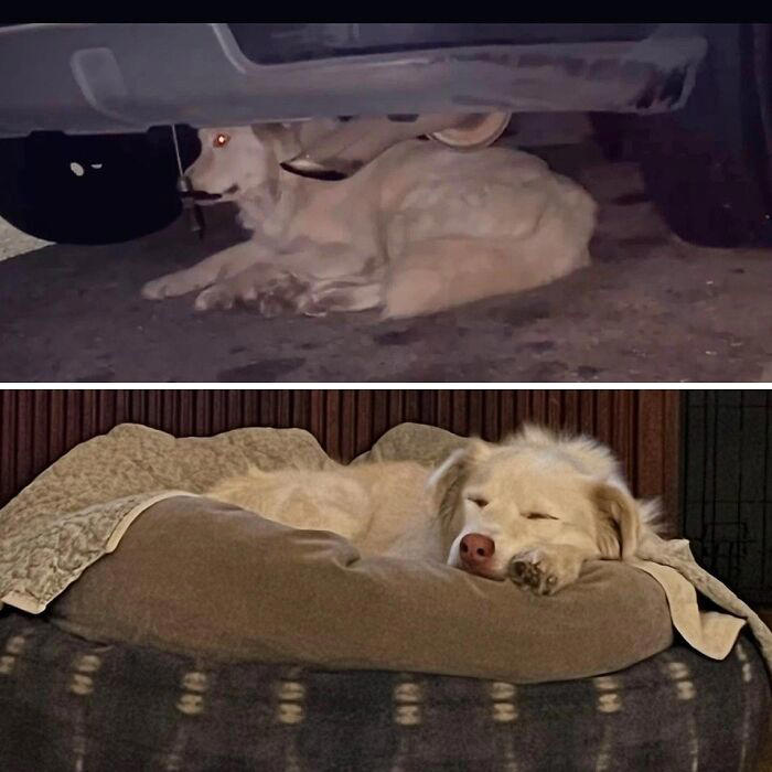 From surviving to living: 29 before & after pics of rescue dogs who ...