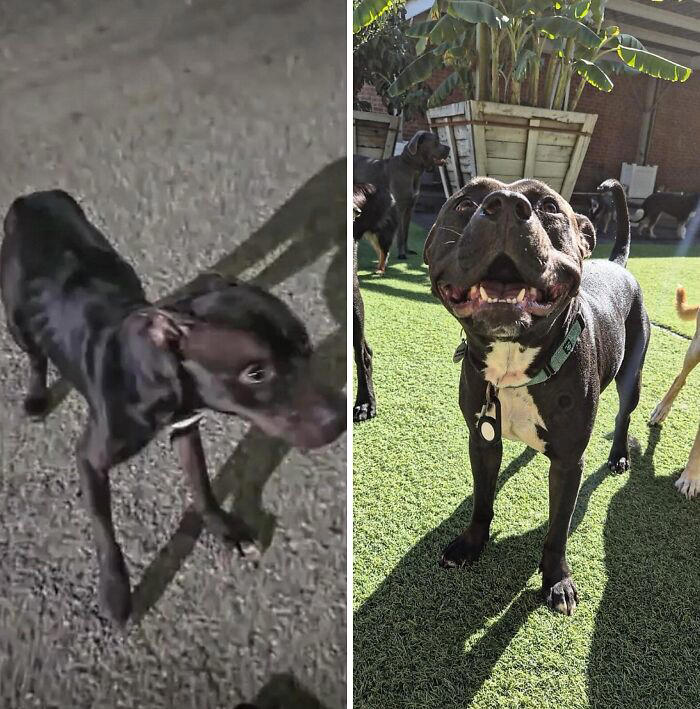 From surviving to living: 29 before & after pics of rescue dogs who ...