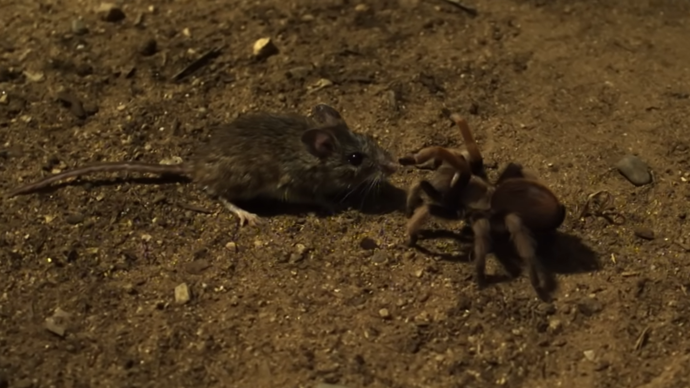 Watch this spider attack a curious mouse