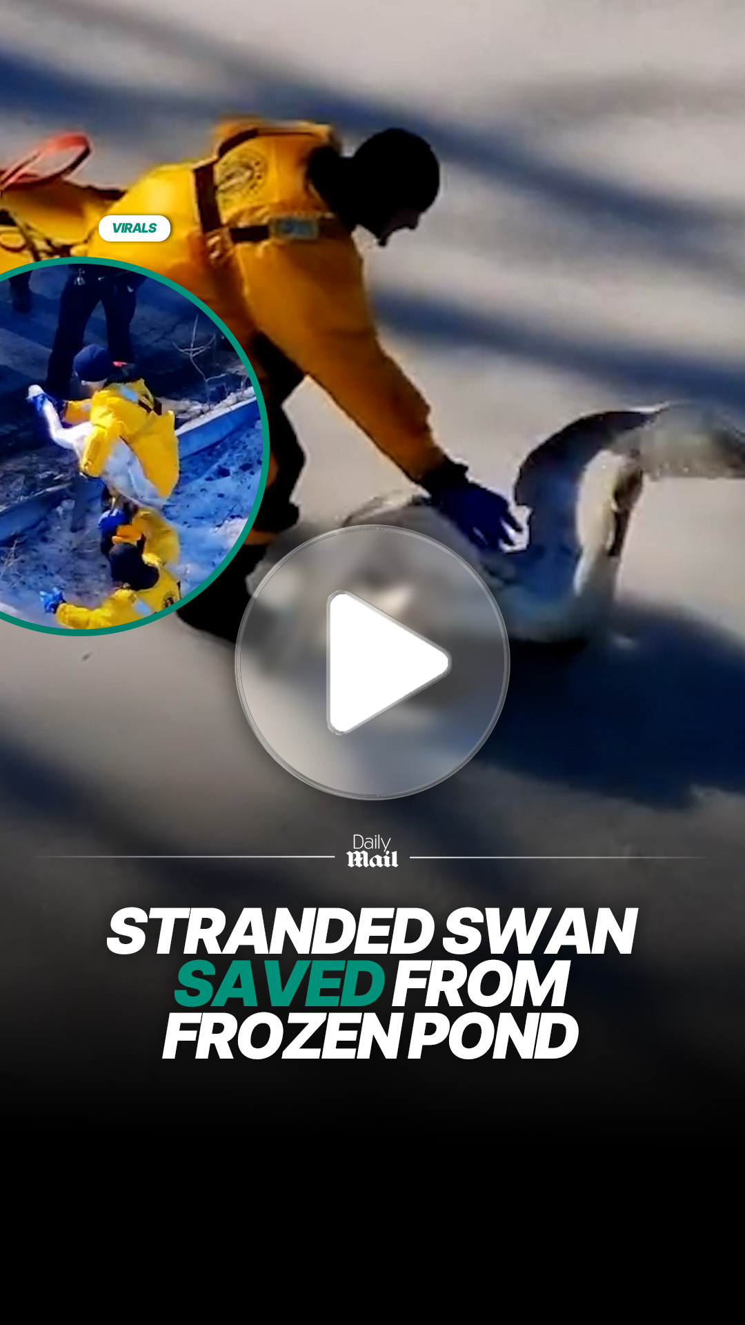 Swan rescued after becoming stranded on frozen pond