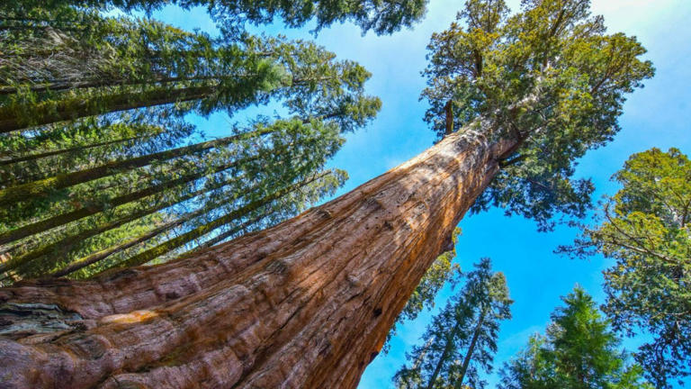 General Sherman Tree: 2,700 ఏళ్లుగా భూమిపై అజేయంగా, ఏడు నీలి తిమింగిలాల ...