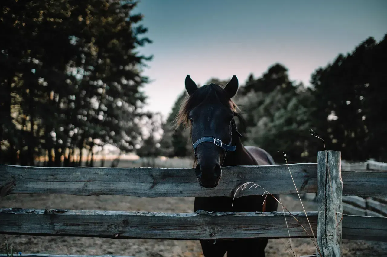 What I wish I'd known before moving to a rural farm