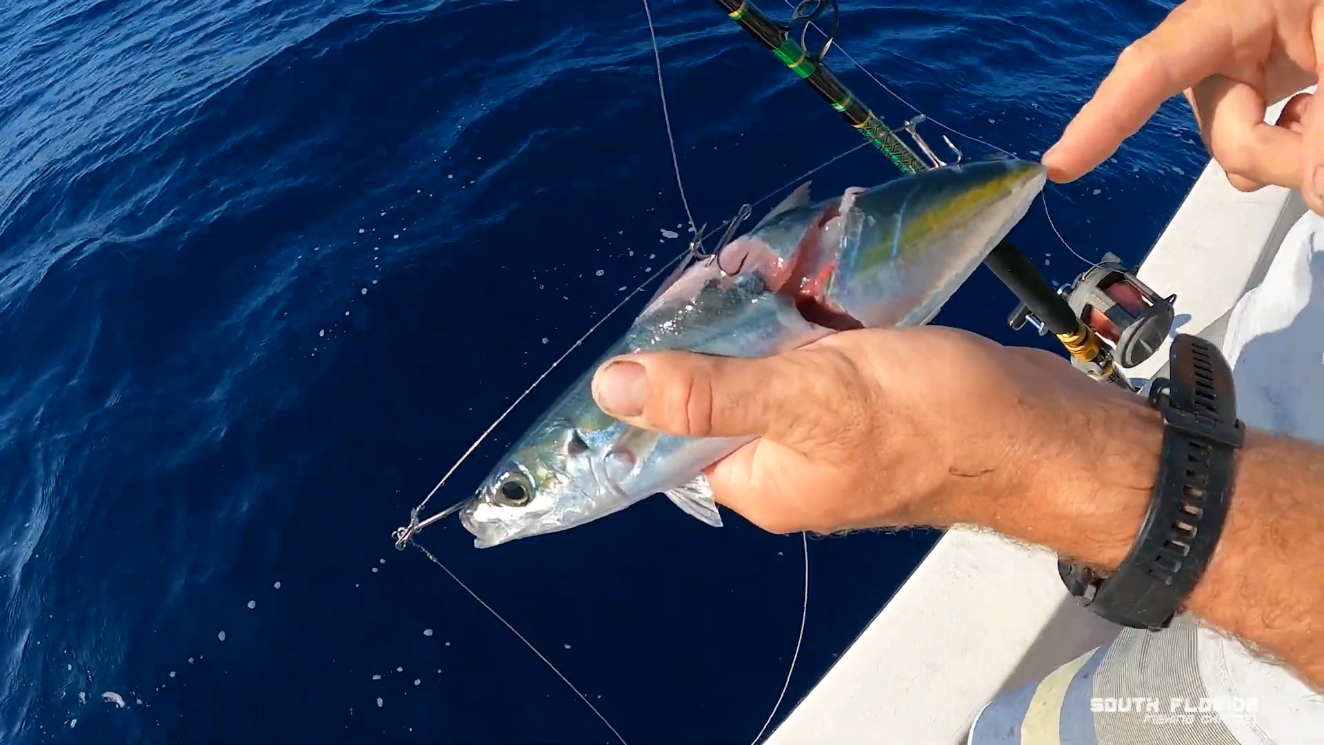 We spent hours catching live bait for one reason: wahoo