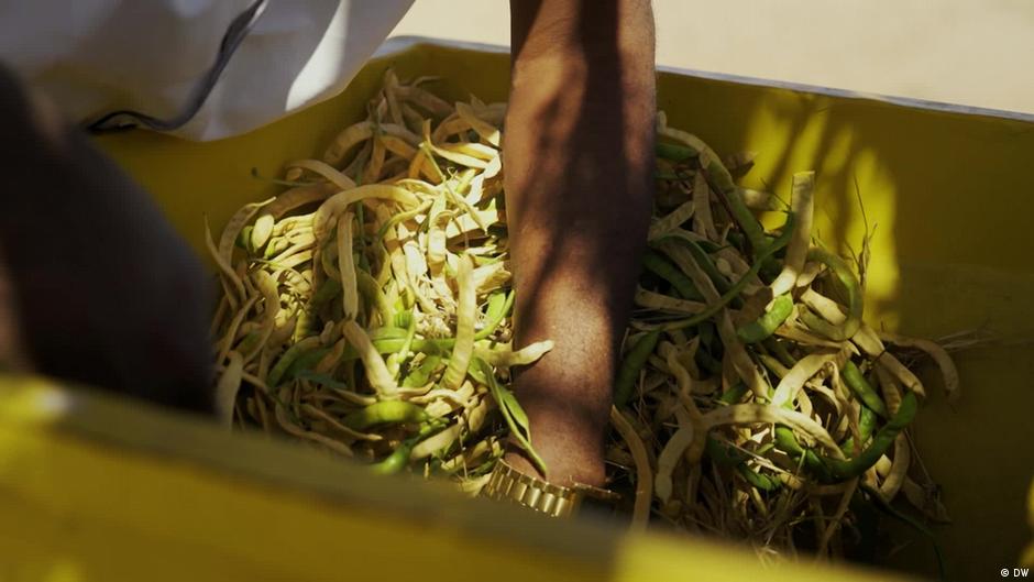 Turning invasive tree into feed and fuel in Somaliland