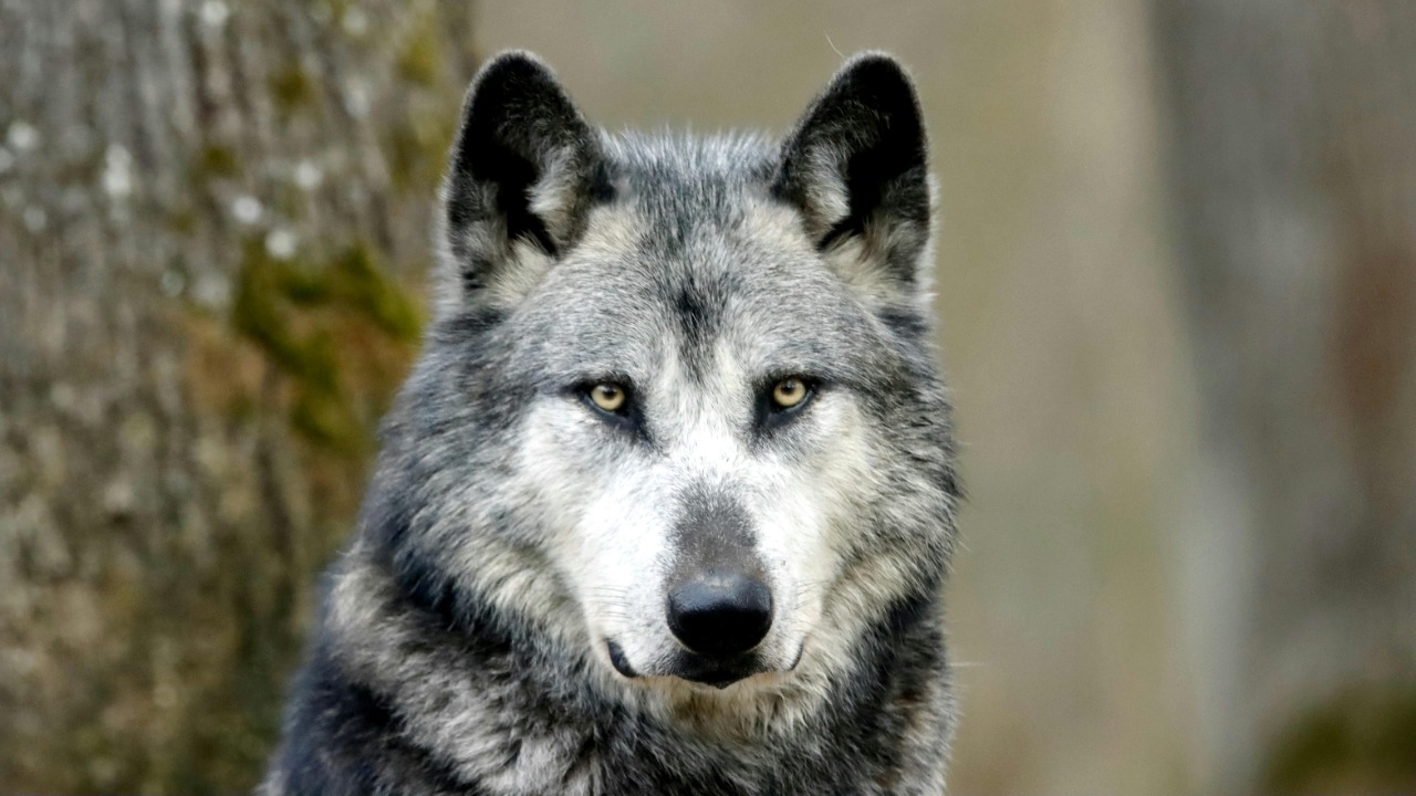 How many wolves is too many for the wild to handle?