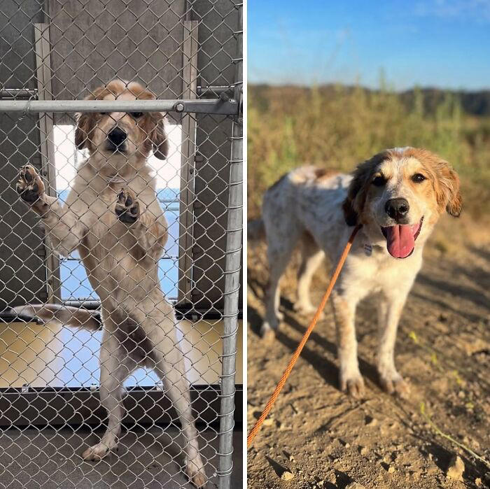 From surviving to living: 29 before & after pics of rescue dogs who ...
