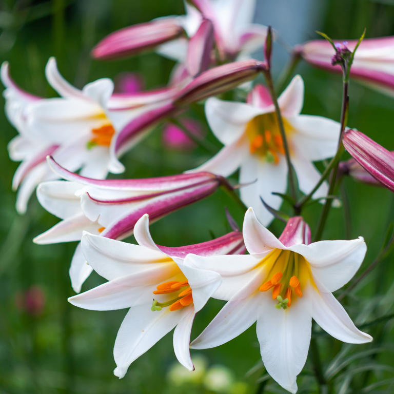 7 summer-flowering bulbs I'm planting in February for guaranteed colour ...
