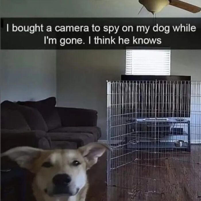 48 adorable dog memes to warm your heart and make you laugh