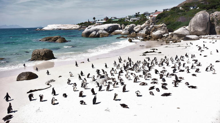 TripAdvisor releases 2026 best of the beaches travelers’ choice awards