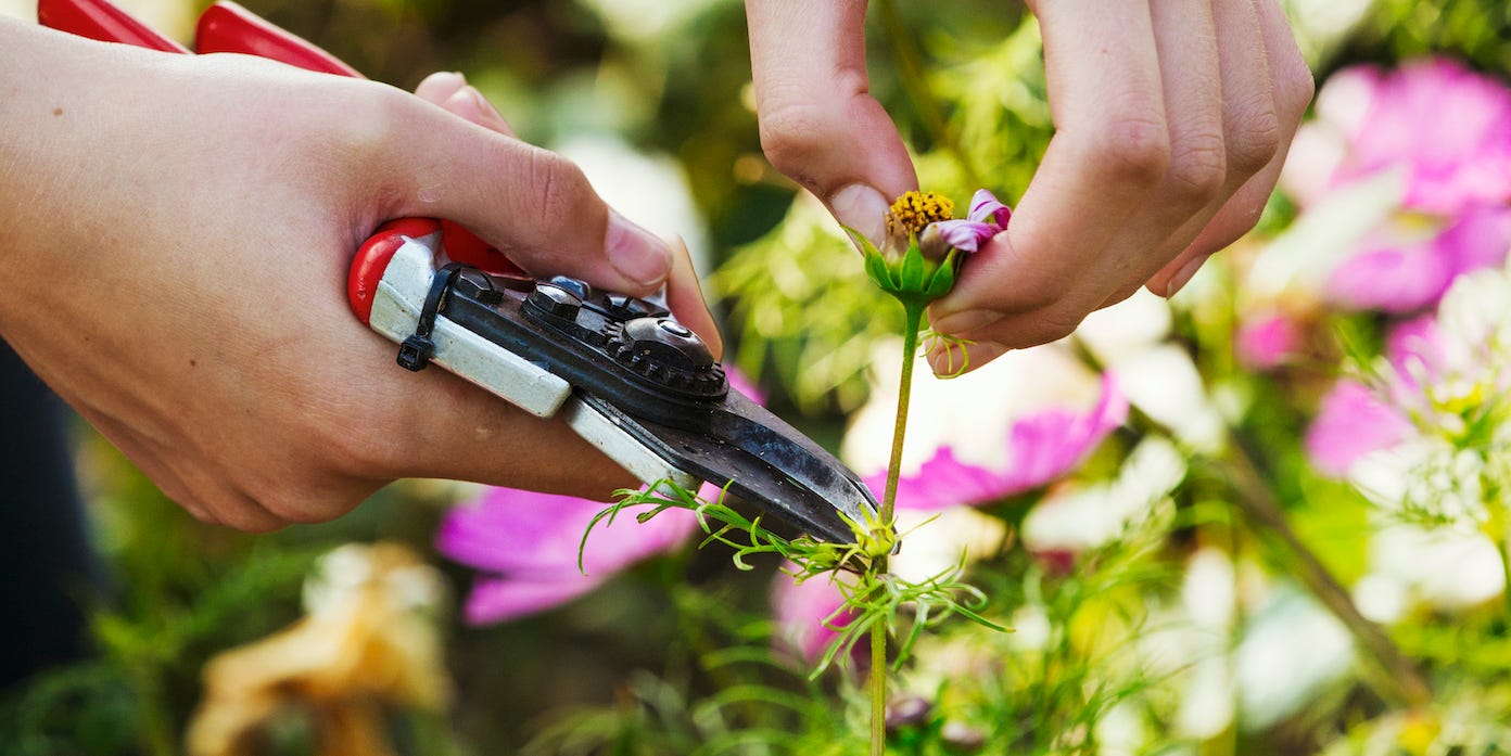 RHS Malvern Spring Festival 2026: Artisans, tickets, important info