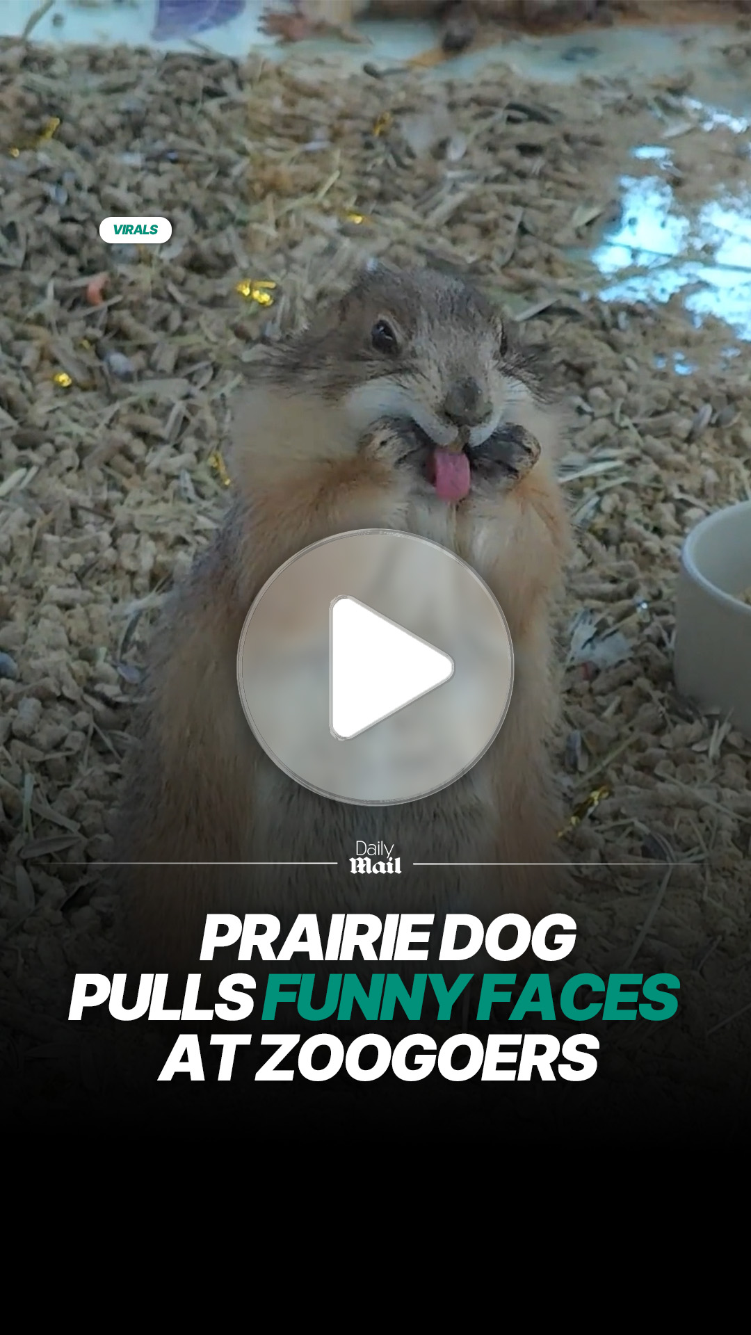 Prairie dog makes funny faces at zoo visitors