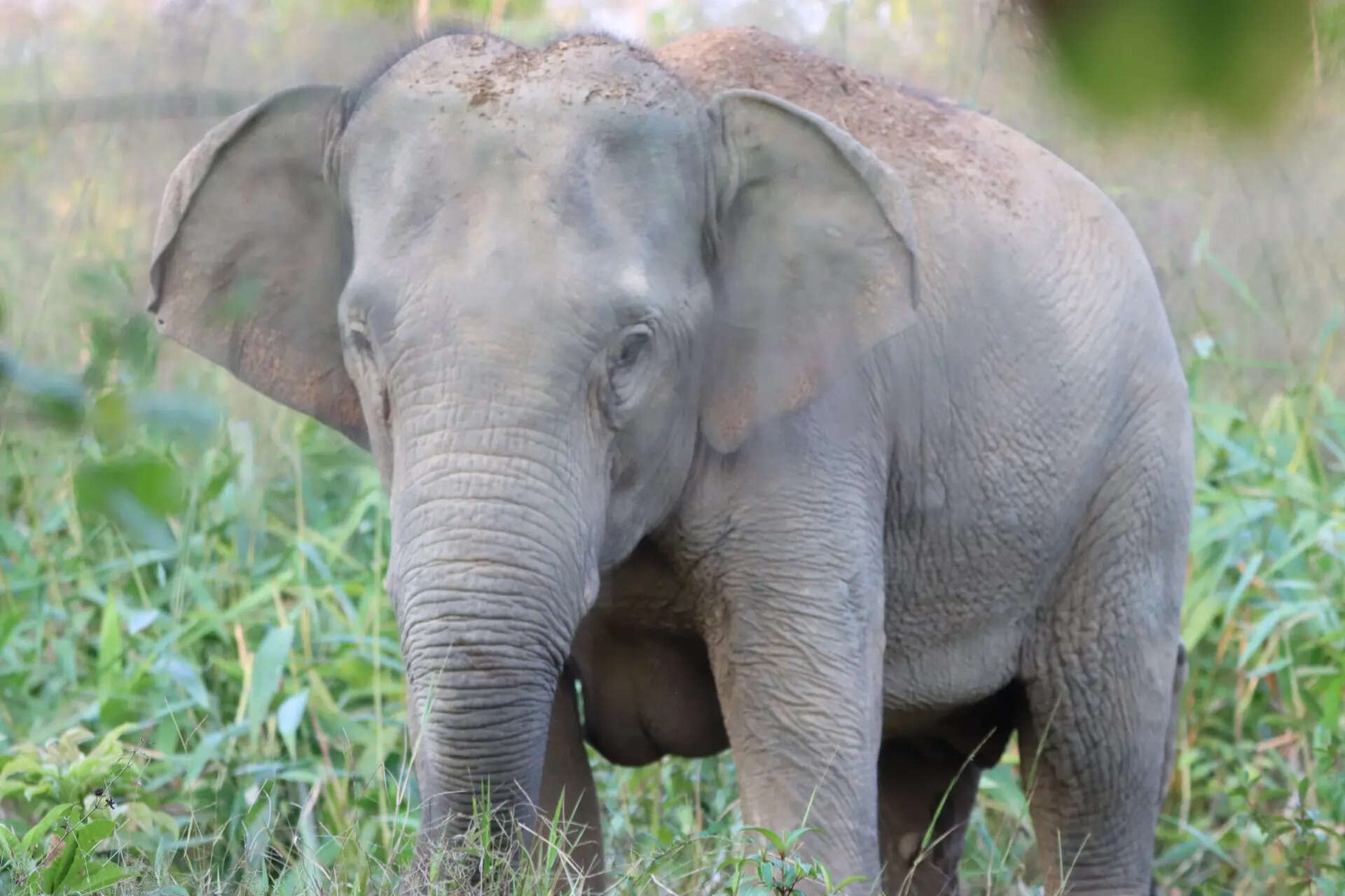 Showcause notice on Baliguda forest officer over elephant death probe