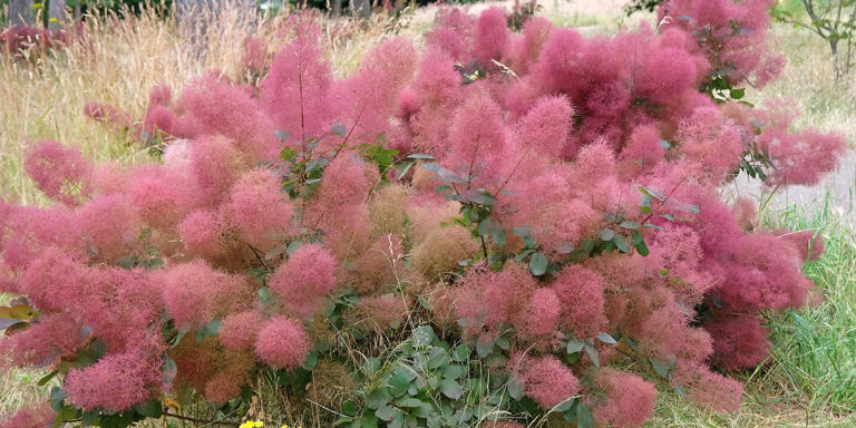 This eye-catching shrub will add major interest to your garden—and it ...