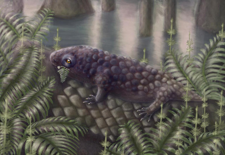 New fossil species discovered on Cape Breton Island may be one of the ...