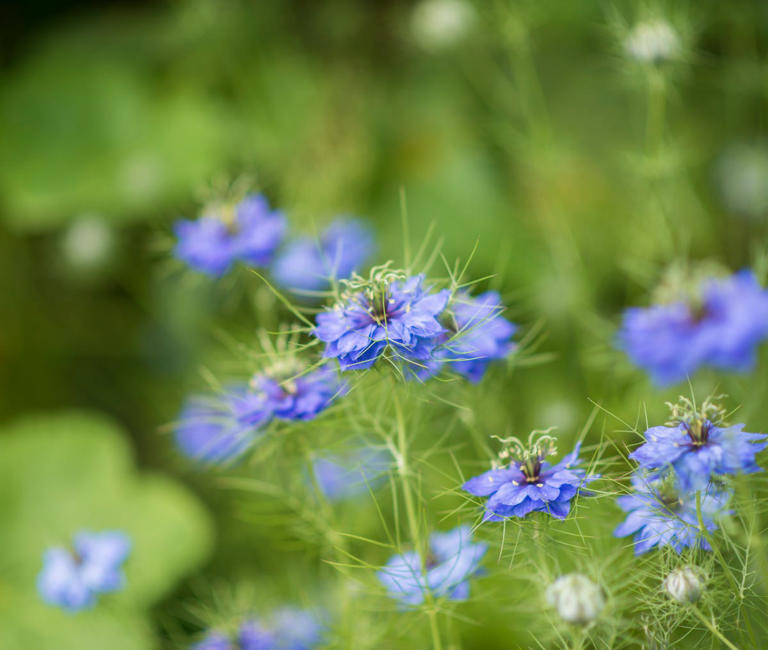 I’m a garden writer, and these are the first things I plant in spring