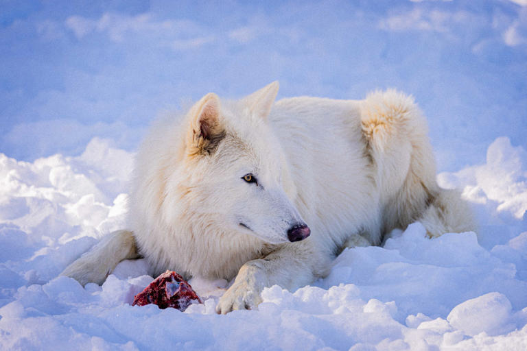 Colossal Biosciences dire wolf update: Fully grown, hunting, and expanding
