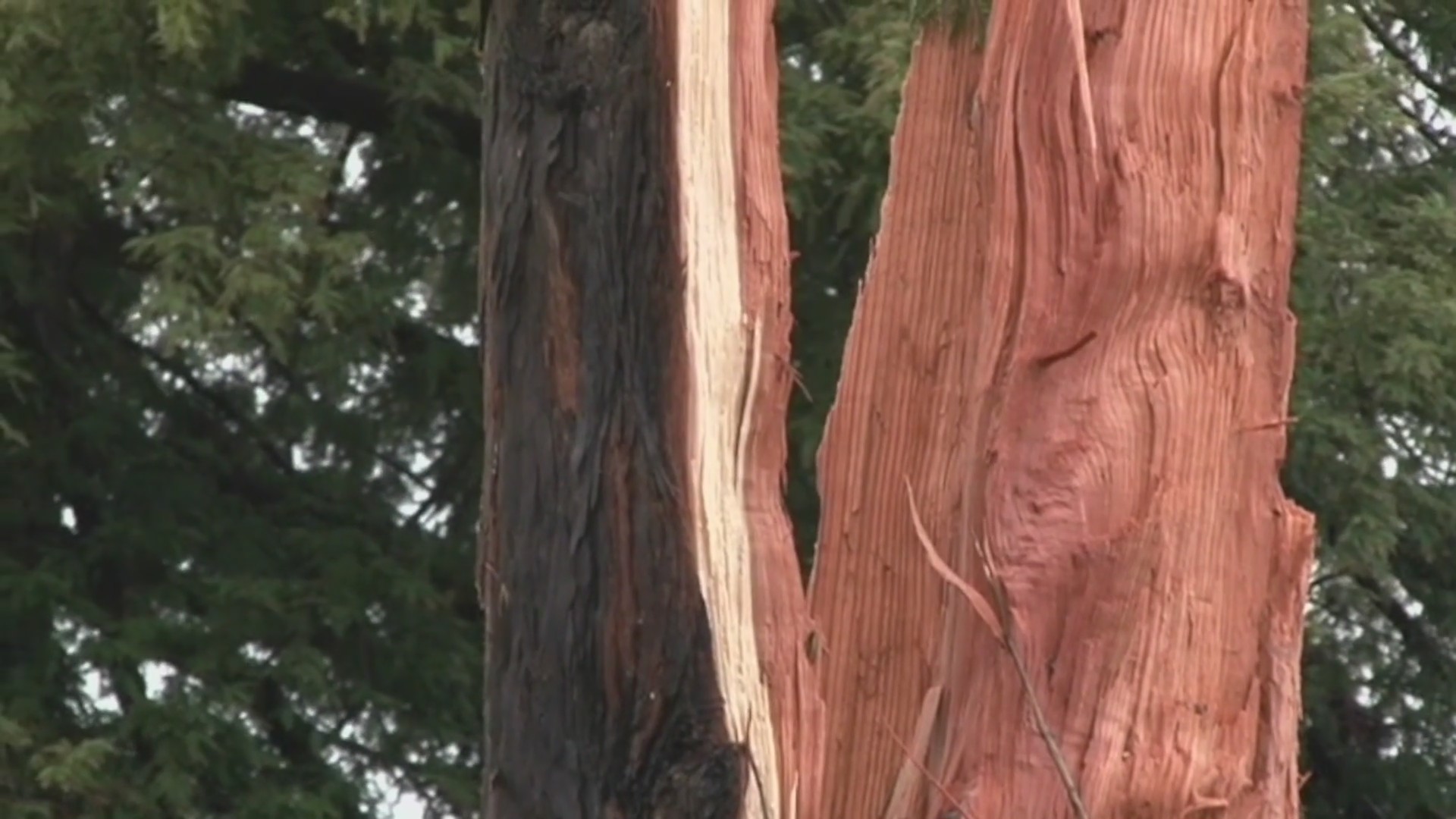 Lightning strikes redwood tree at Santa Rosa preschool