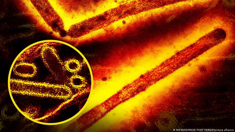 Vírus H5N1 preocupa pela capacidade de saltar entre espécies