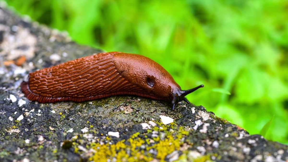 Slugs in your garden: why the beer trap trick destroys your lettuce and ...