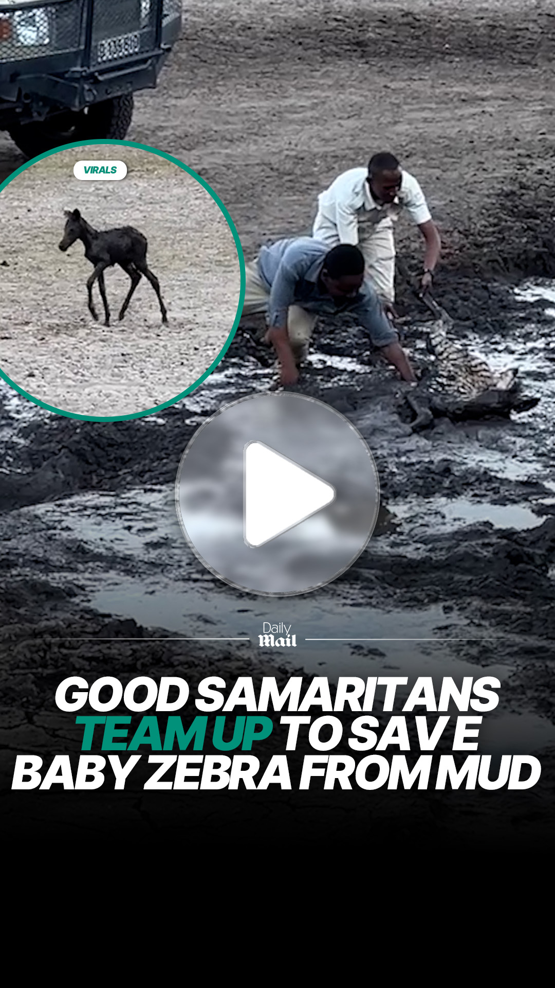 Good Samaritans rescue baby zebra stuck in mud