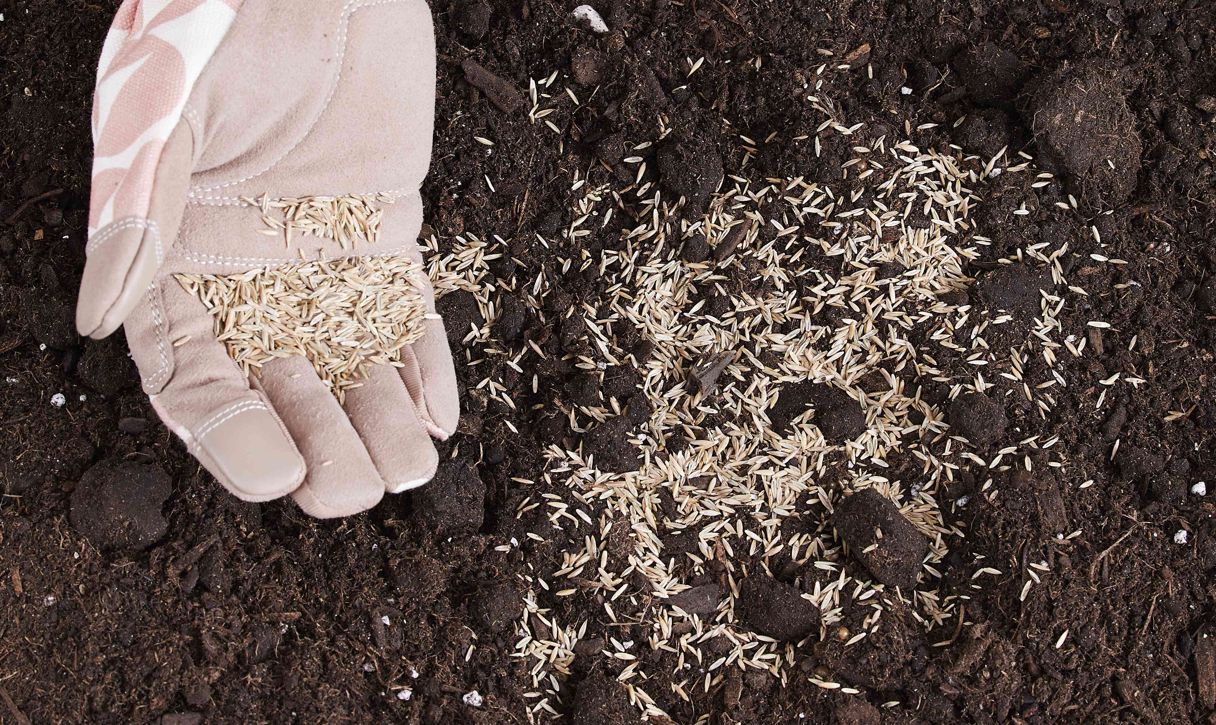 This is the best time to plant grass seed in spring based on where you live