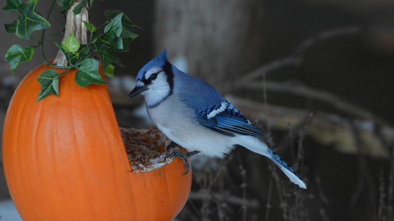 8 leftover scrap foods you can use to make natural bird feeders