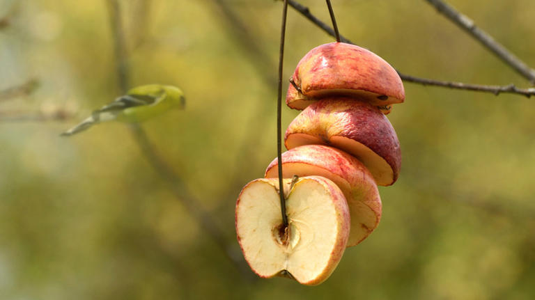 8 leftover scrap foods you can use to make natural bird feeders