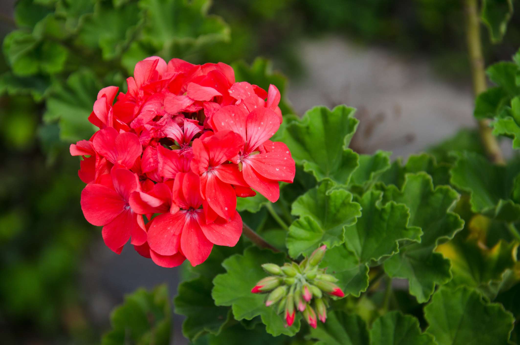 How to grow geraniums from seed for colorful blooms in your garden this ...