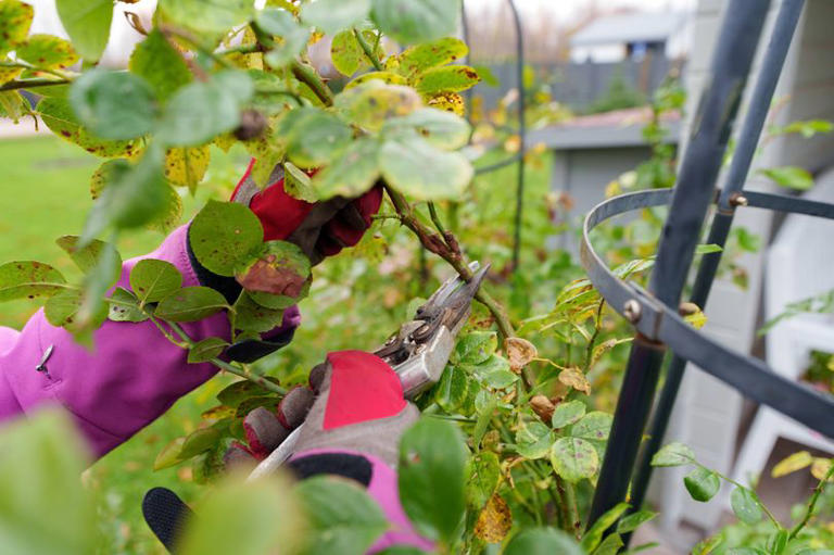I’m a gardening expert – roses will grow bigger and better if you do 1 ...