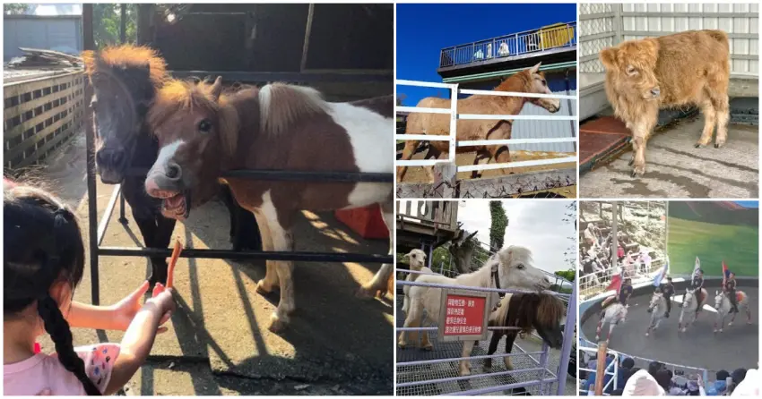 馬年要看迷你馬!全台8間親子動物農場，餵食迷你馬 馬術秀 馬年遛小孩行程必衝。