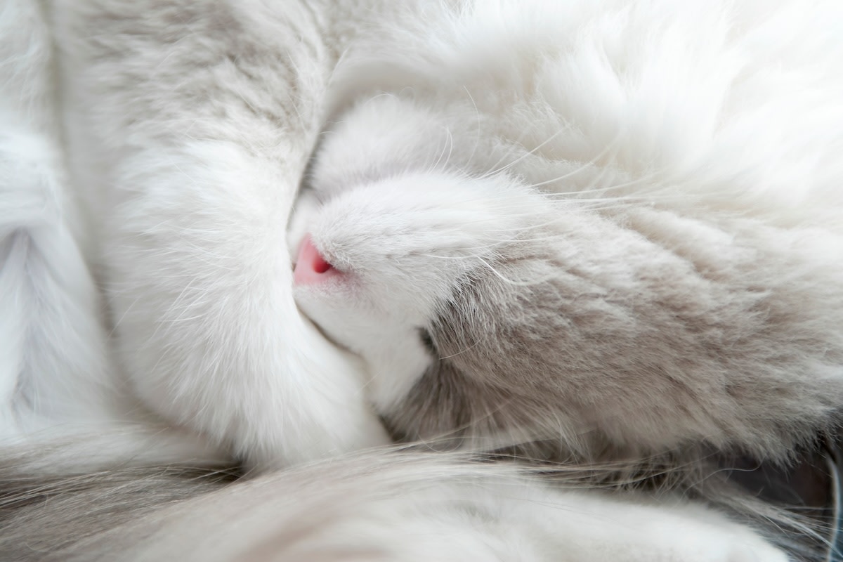 Ragdoll kitten's tiny half-and-half-colored paw perfectly mirrors her ...