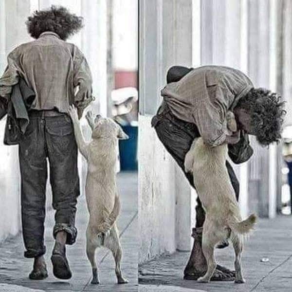 Oggi ho adottato un umano: il cane randagio che ha deciso di salvare ...