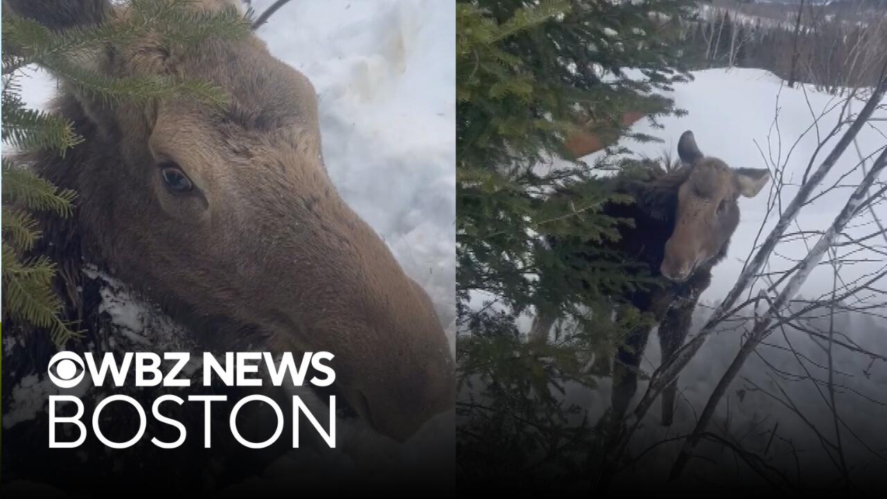 Snowmobile riders rescue moose trapped in snow in New Hampshire