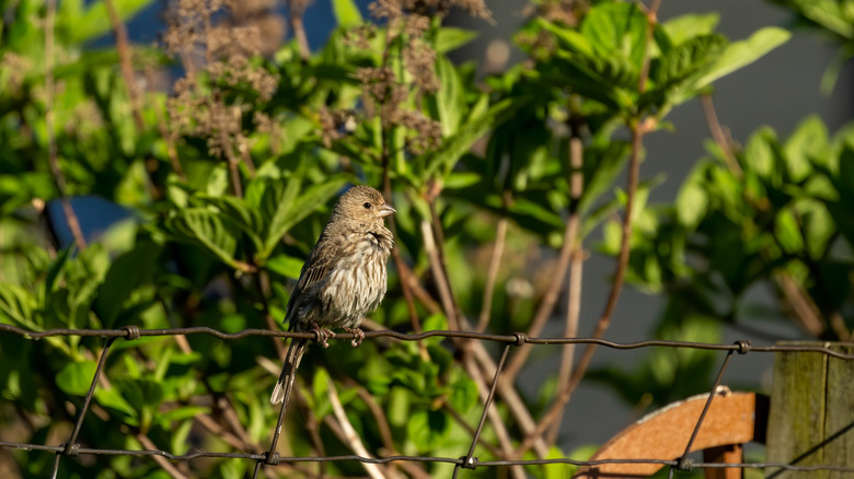8 leftover scrap foods you can use to make natural bird feeders