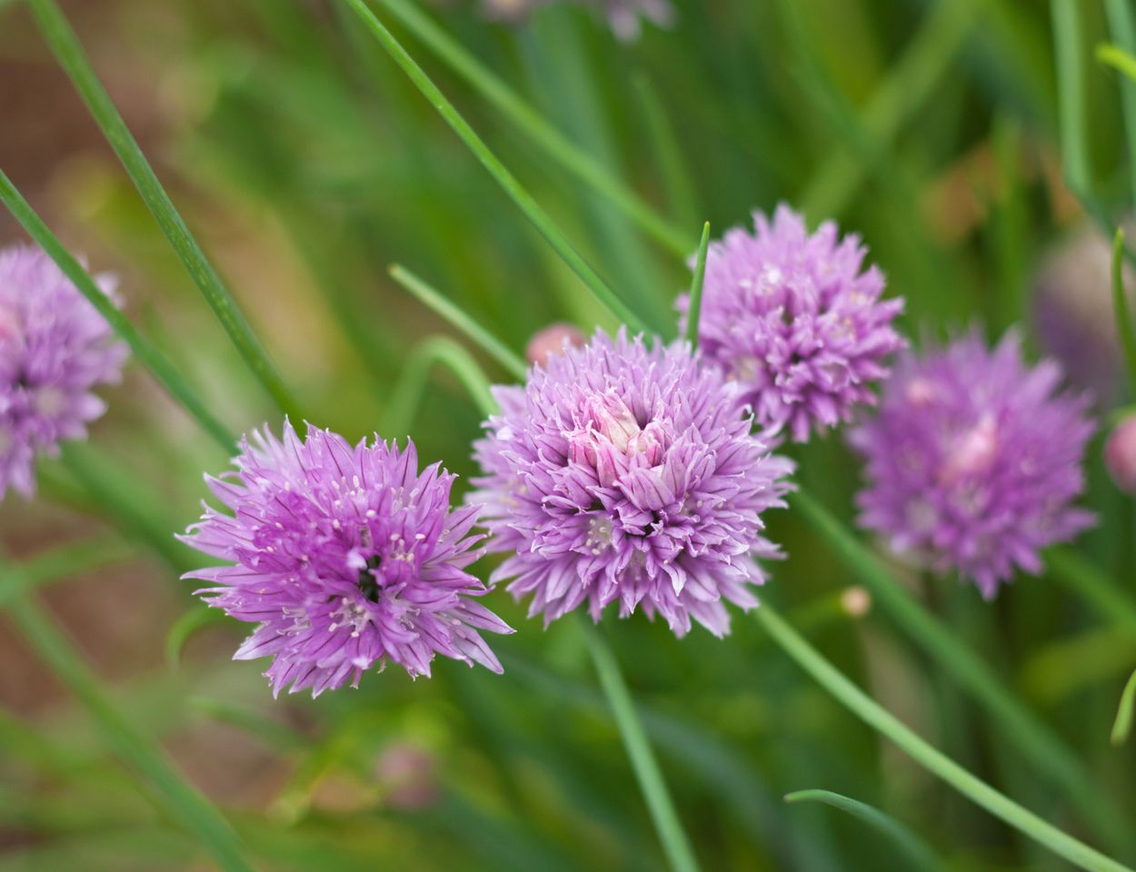 allium schoenoprasum chives flowers and leaves close up