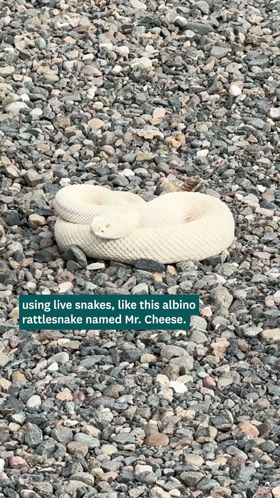 California seized his rattlesnakes. Now he’s fighting back
