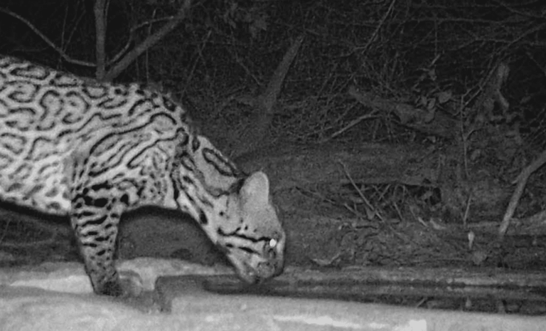 Rare predator spotted in Texas: A significant discovery for conservation