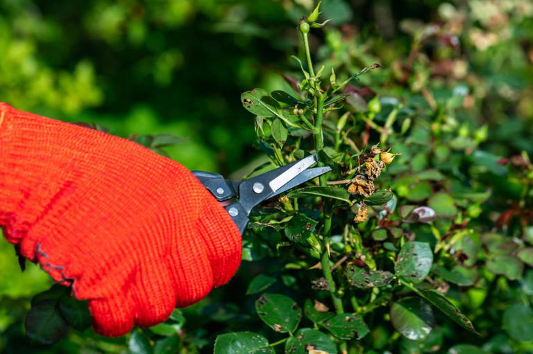I’m a gardening expert – roses will grow bigger and better if you do 1 ...
