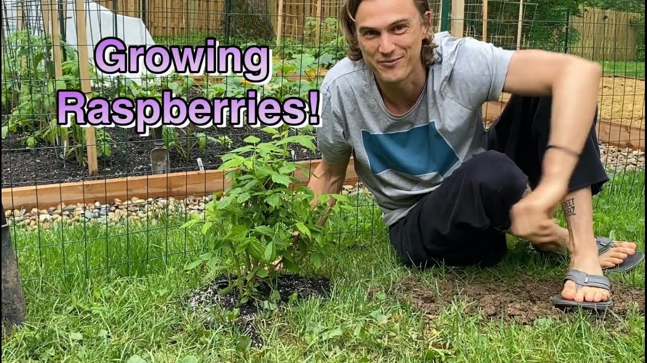 Growing raspberries! Starting your raspberries and care