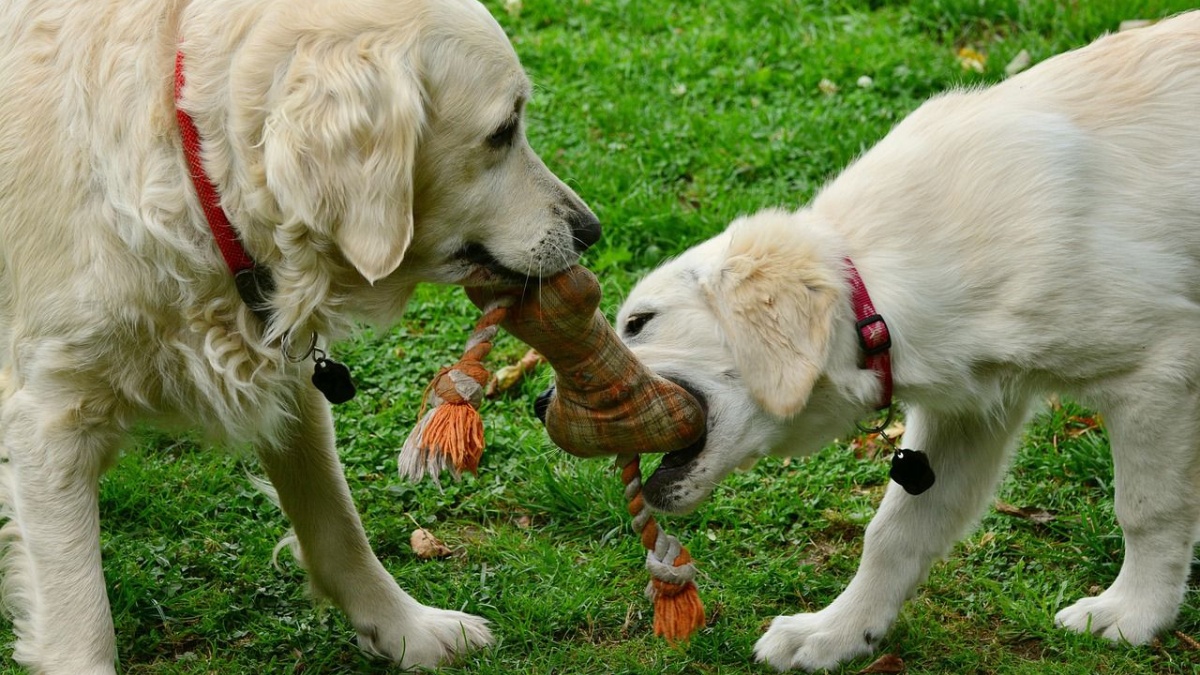 Painful signs dogs show when they are saying goodbye (that humans often ...