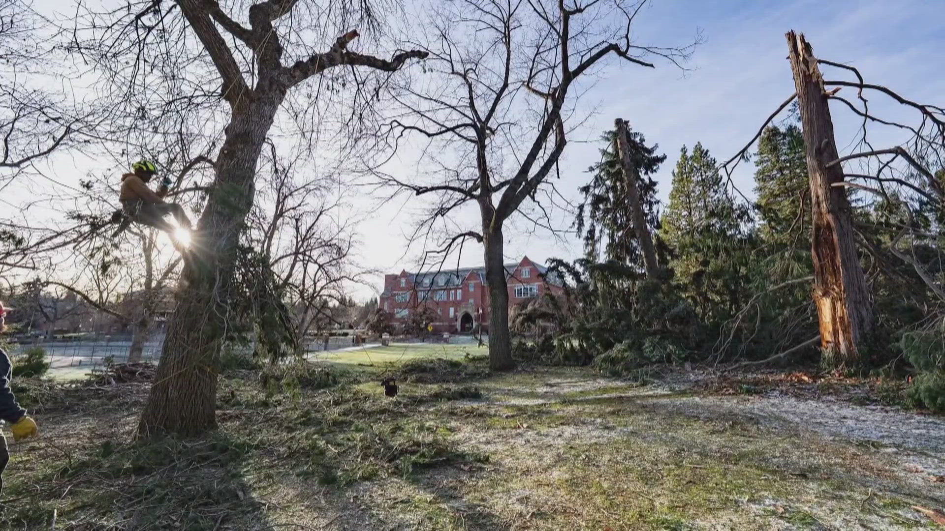 The tree planted by Theodore Roosevelt at the University of Idaho has ...