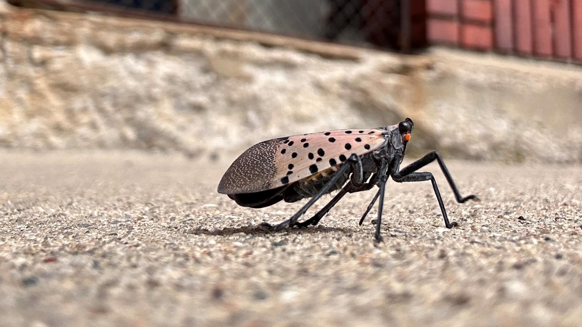 Ohio's spotted lanternfly quarantine expanded to include entire state