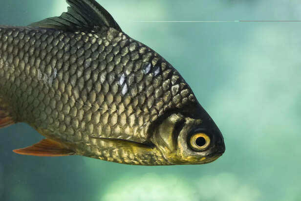 Mahseer fish: The king of Indian freshwater rivers