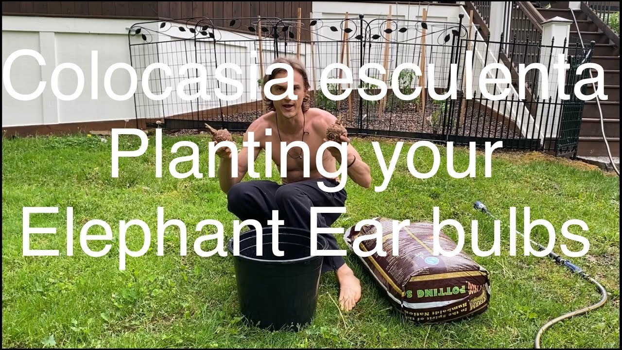 Colocasia esculenta: Planting your elephant ear bulbs
