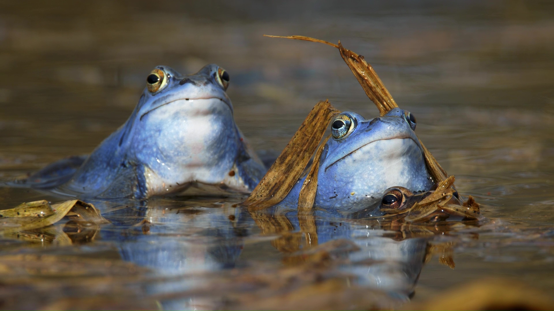 ¿Por Qué Estas Ranas Se Vuelven Azul Intenso?