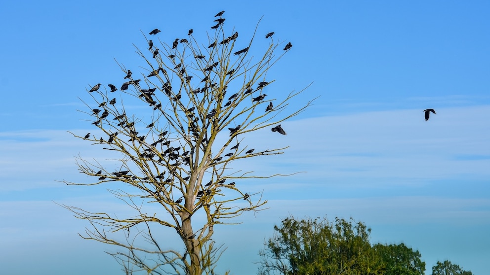 Why do crows gather in large flocks on a tree?