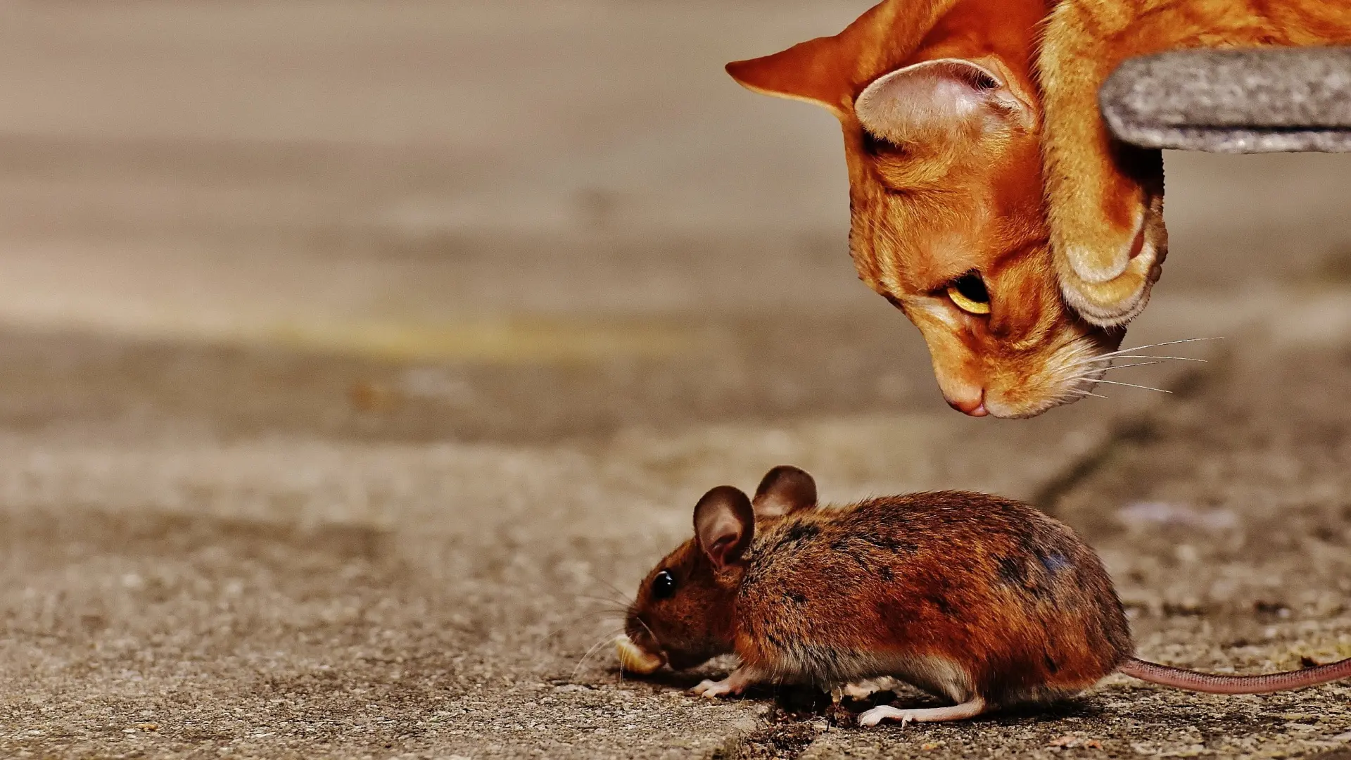 Desmontando un mito urbano: por qué los gatos no son buenos cazadores ...